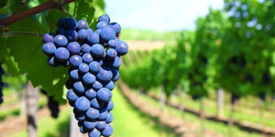 The-Fruit-of-Abiding-in-Christ-e1409885913357